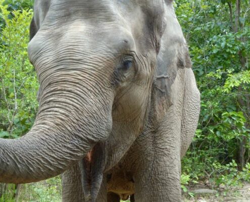 asiatischer Elefant im Phnom Tamao Wildlife Rescue Center