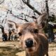 Ein zahmes Reh im Nara Park