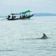 Rosa Delfine in Khanom / Natur in Thailands Südosten
