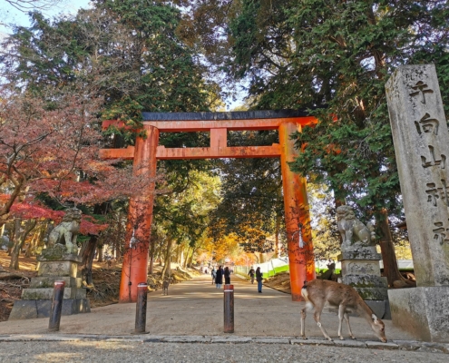 Nara, Hirsche, Japan