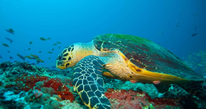 Schildkröte Sri Lanka
