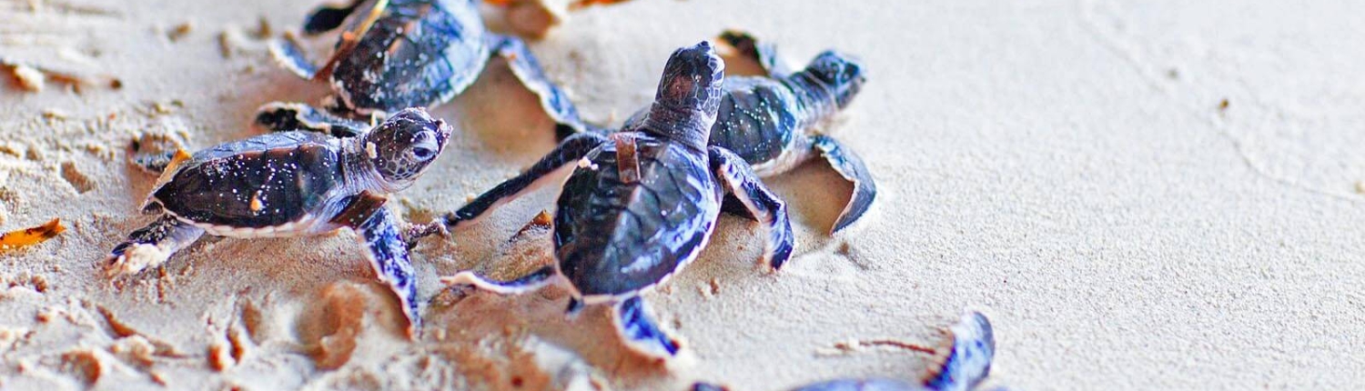 Schildkröten in Sri Lanka